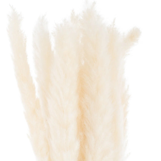 Mini White Pampas Grass Bunch Of 15 Makur Interior