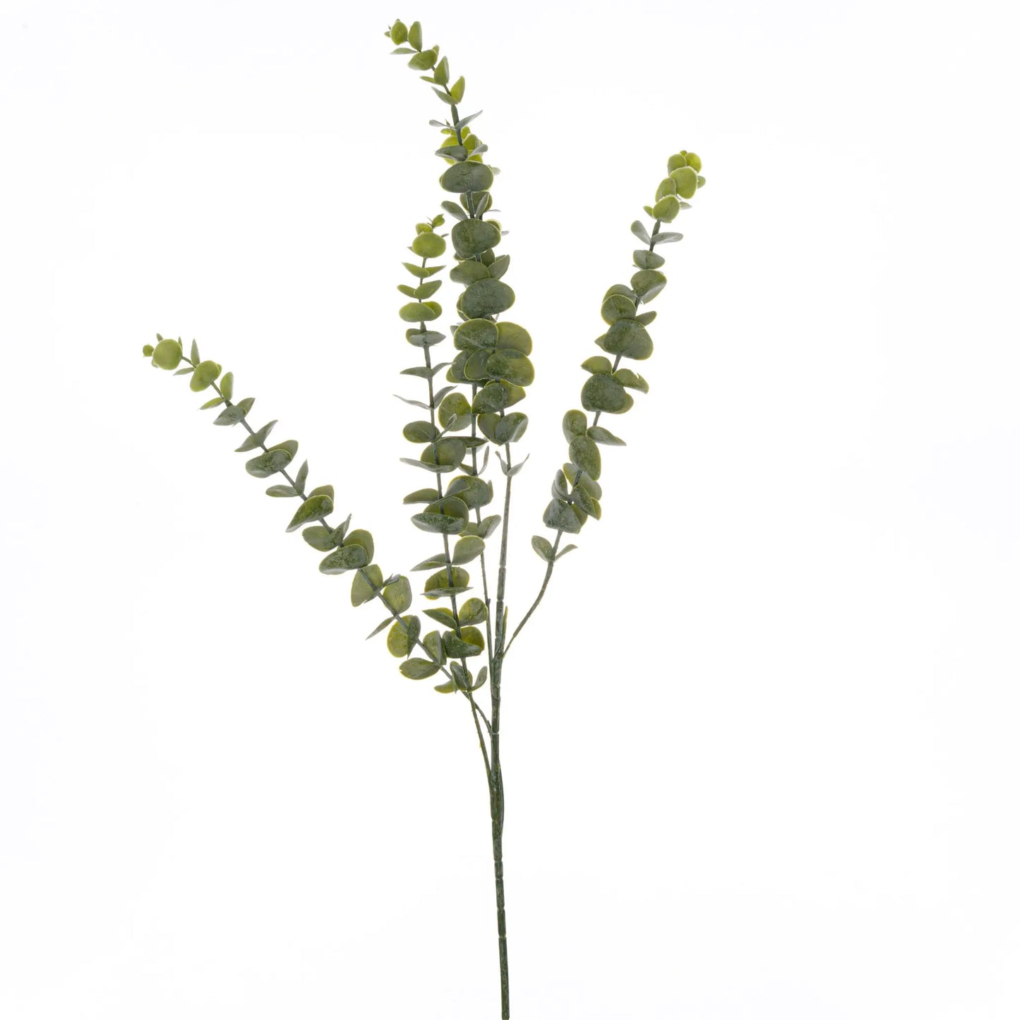 Gunnii Eucalyptus Spray Makur Interior