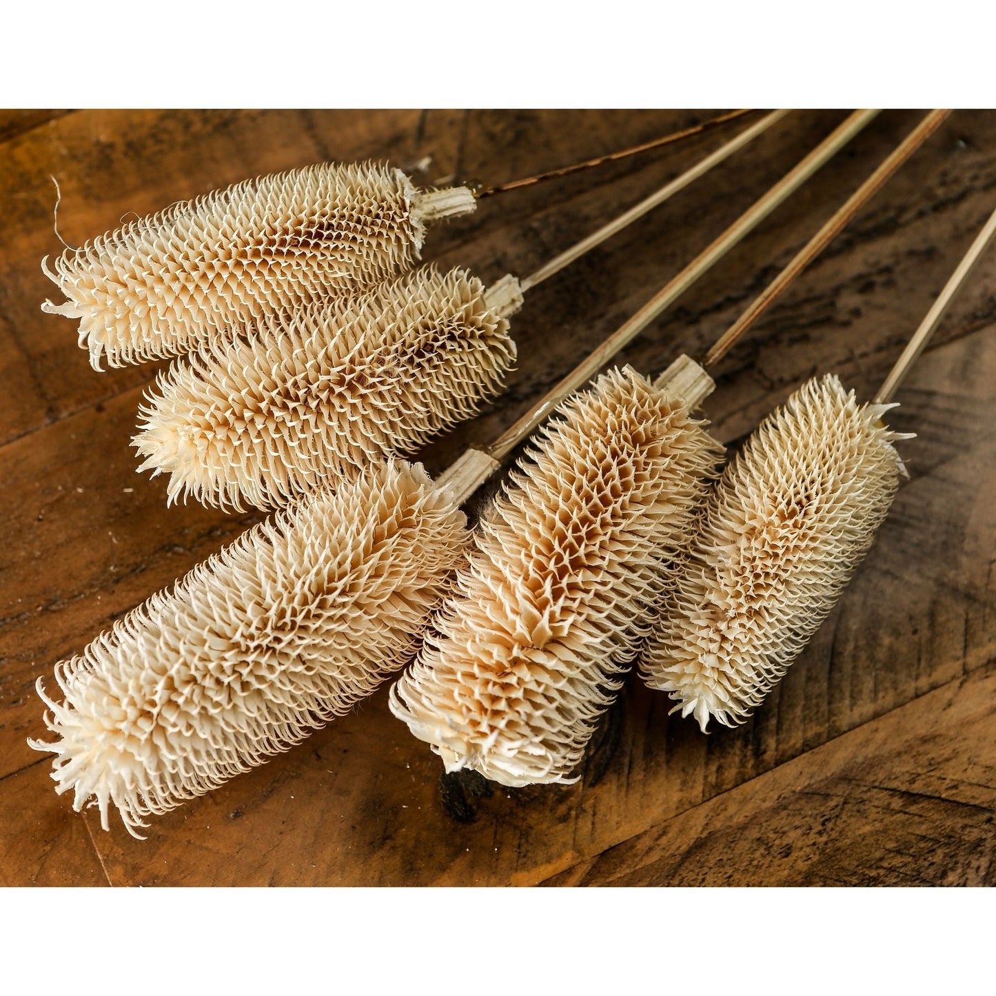 Bouquet Of Dried Tall Thistle Makur Interior