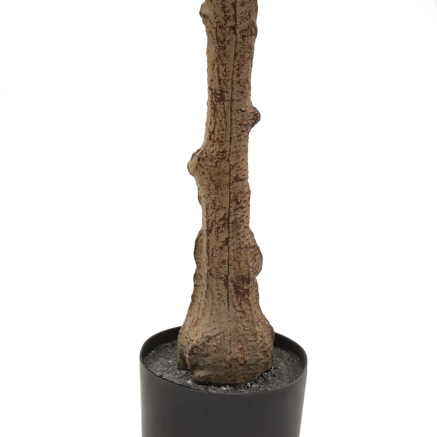 Calabria Olive Tree Makur Interior