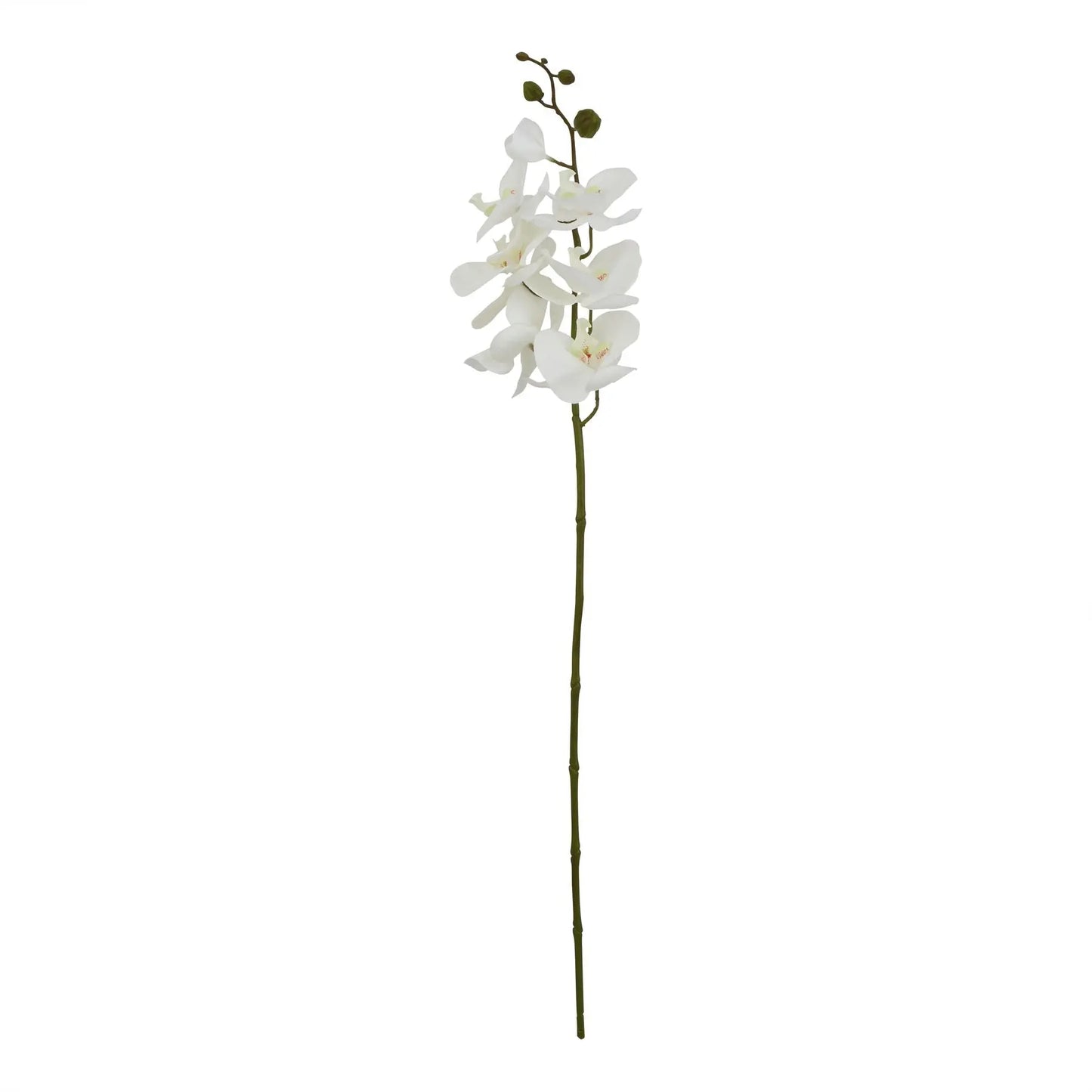 Large White Butterfly Orchid Stem Makur Interior