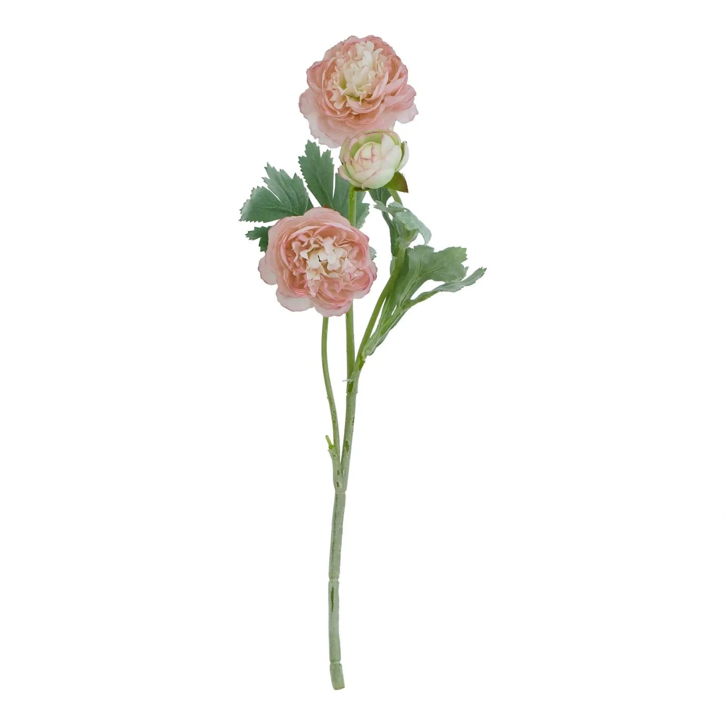 The Natural Garden Collection Pink Ranunculus Makur Interior
