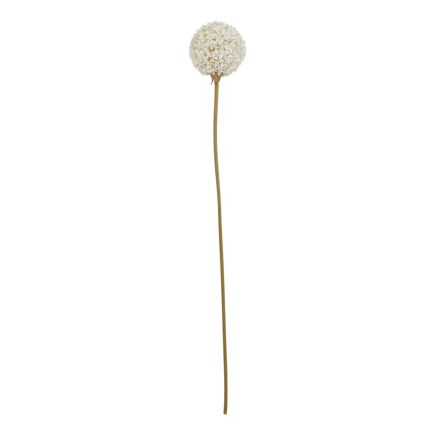 The Natural Garden Collection White Allium Makur Interior
