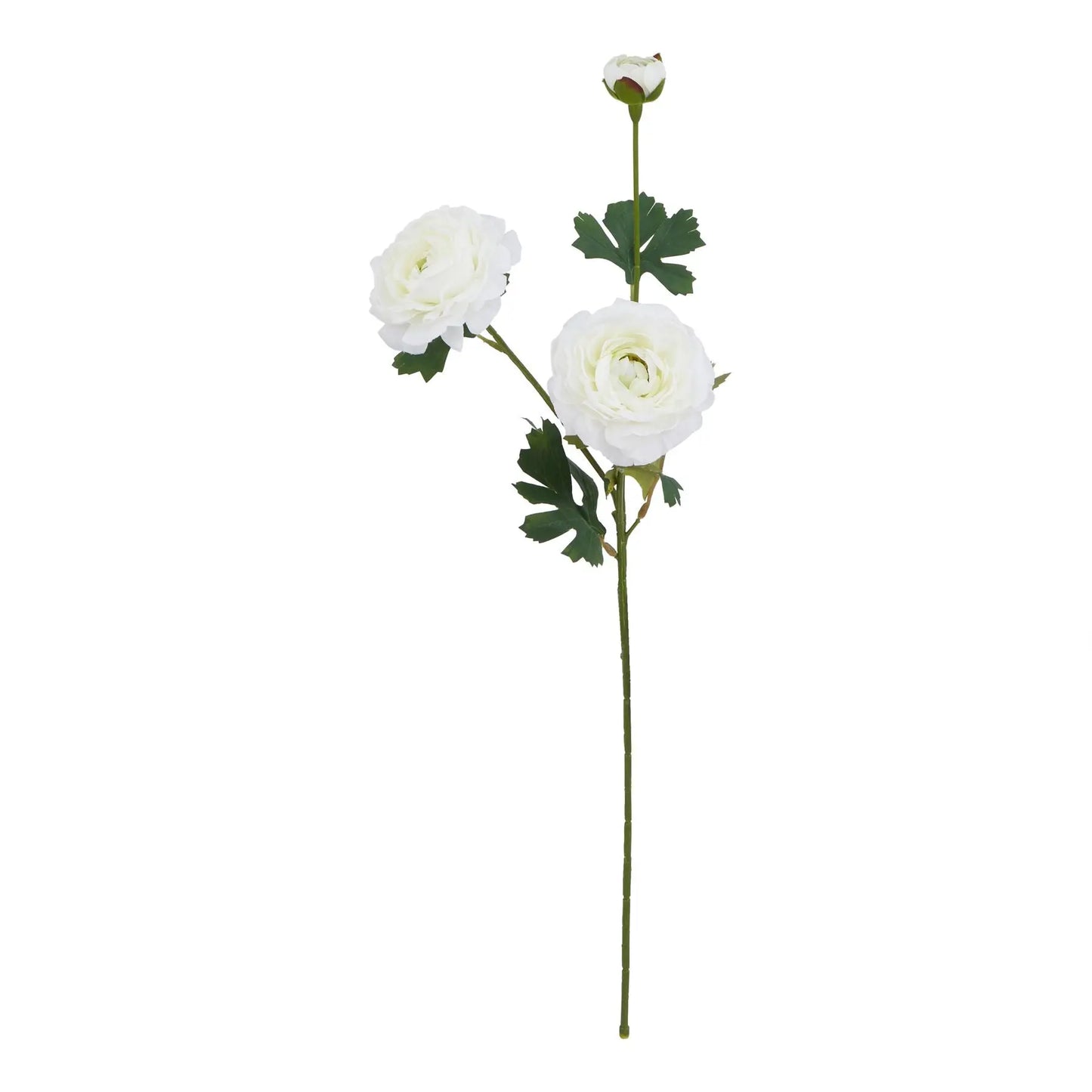 The Natural Garden Collection White Ranunculus Makur Interior