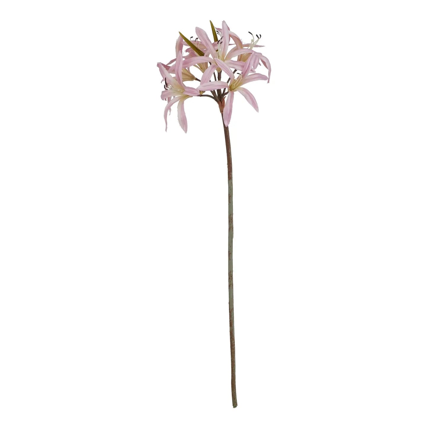 The Natural Garden Collection Pink Lily Stem Makur Interior