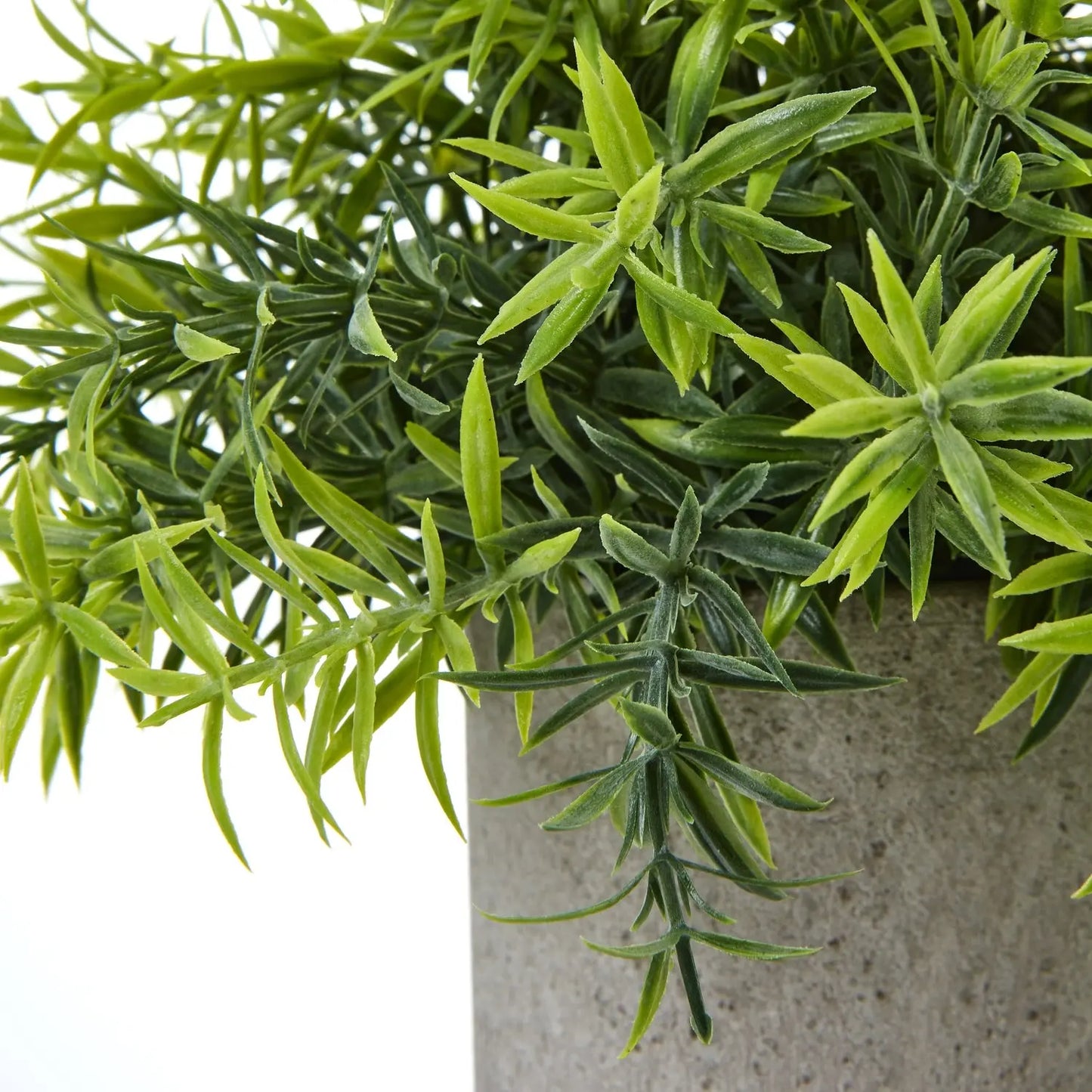 Small Bamboo Plant In Grey Pot Makur Interior