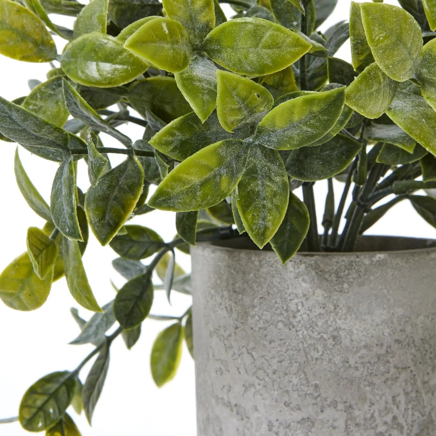 Small Box Plant In Grey Pot Makur Interior