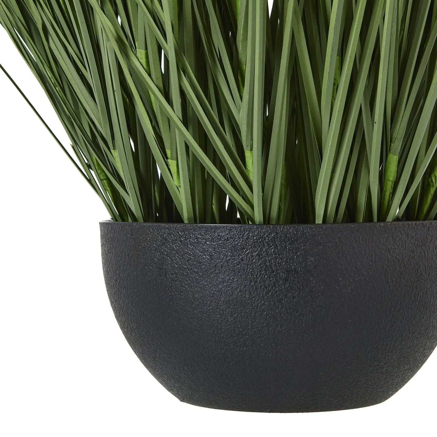 Large Onion Grass Plant In Pot Makur Interior