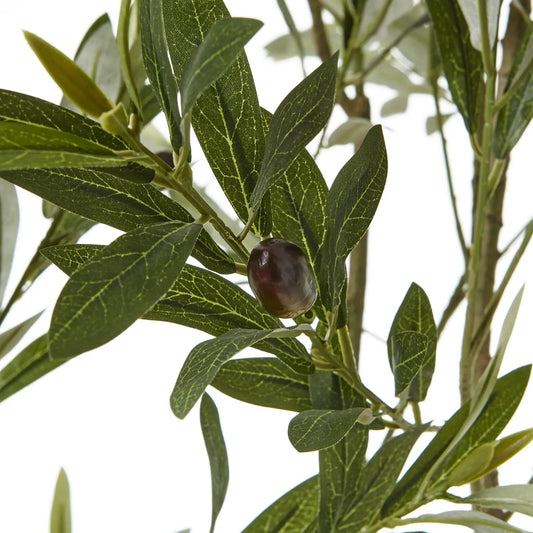 Apulia Olive Tree In White Pot 210Cm