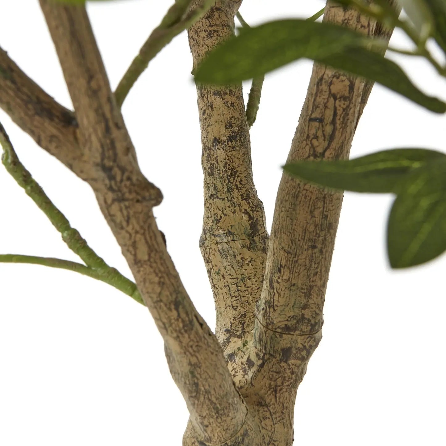 Apulia Olive Tree In White Pot 240Cm Makur Interior