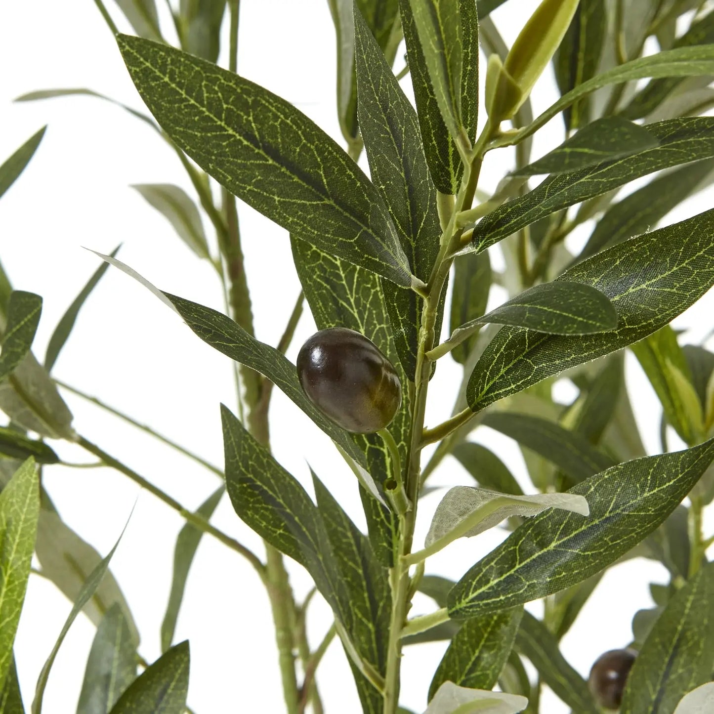 Apulia Olive Tree In White Pot 150Cm Makur Interior