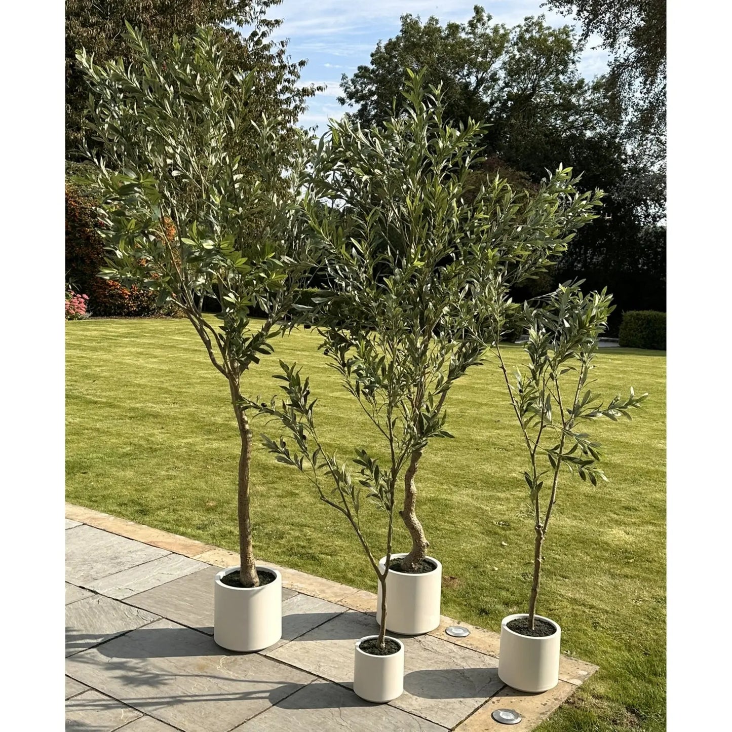 Apulia Olive Tree In White Pot 150Cm Makur Interior