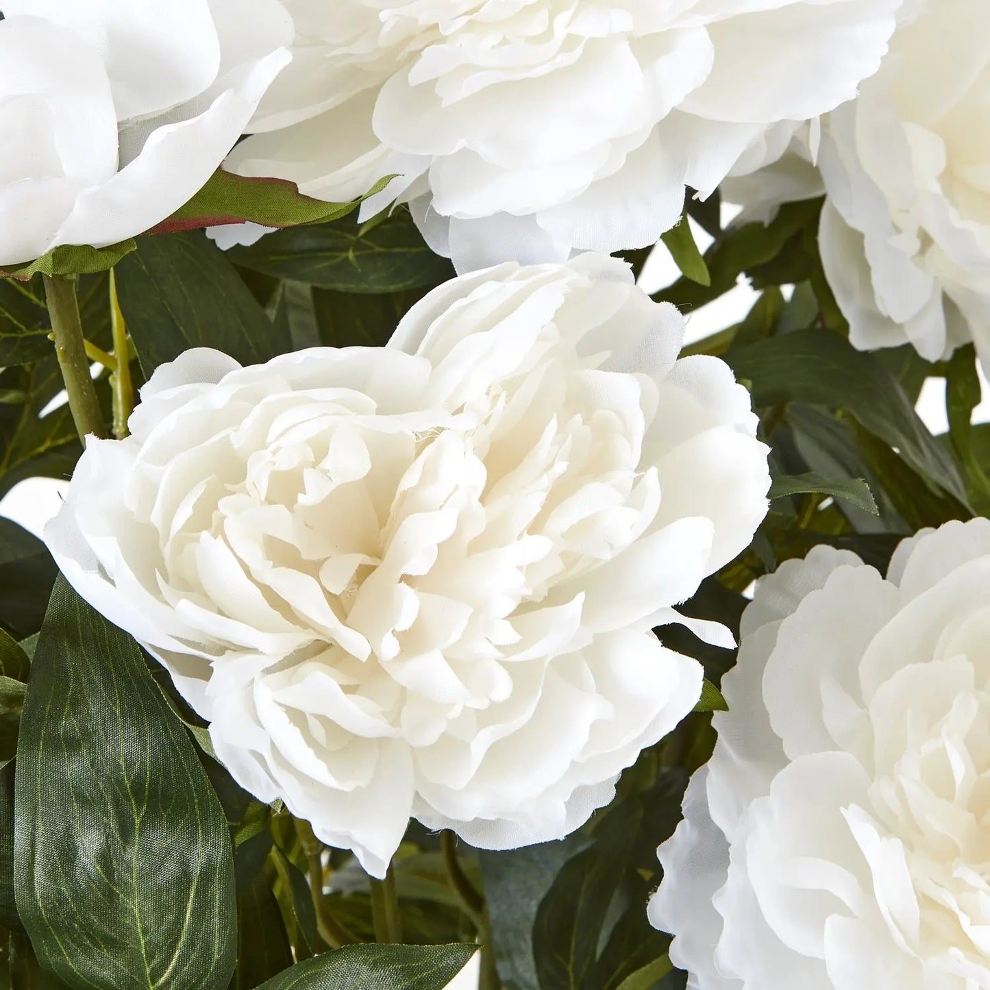 Large White Peony Plant In Pot Makur Interior