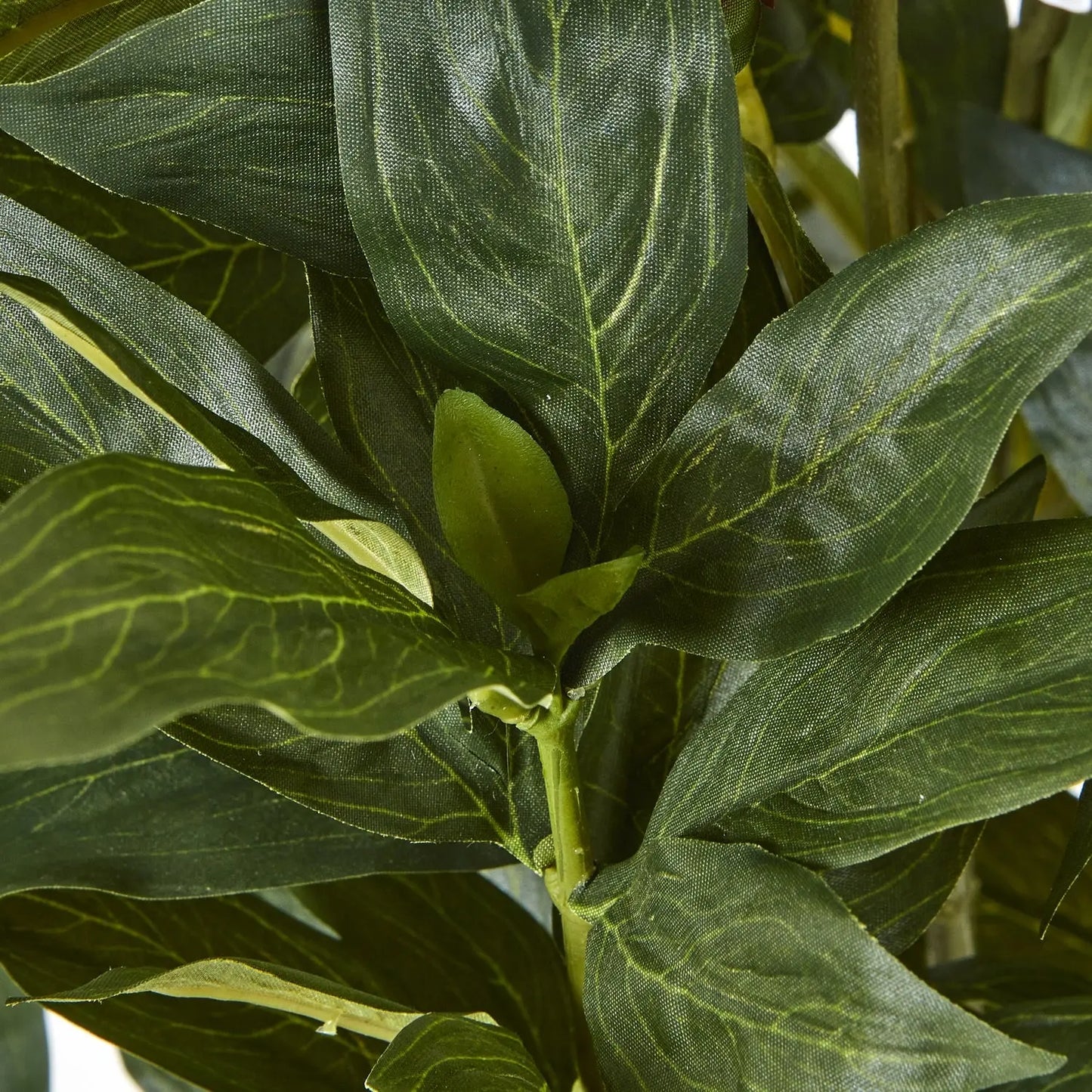 Large White Peony Plant In Pot Makur Interior