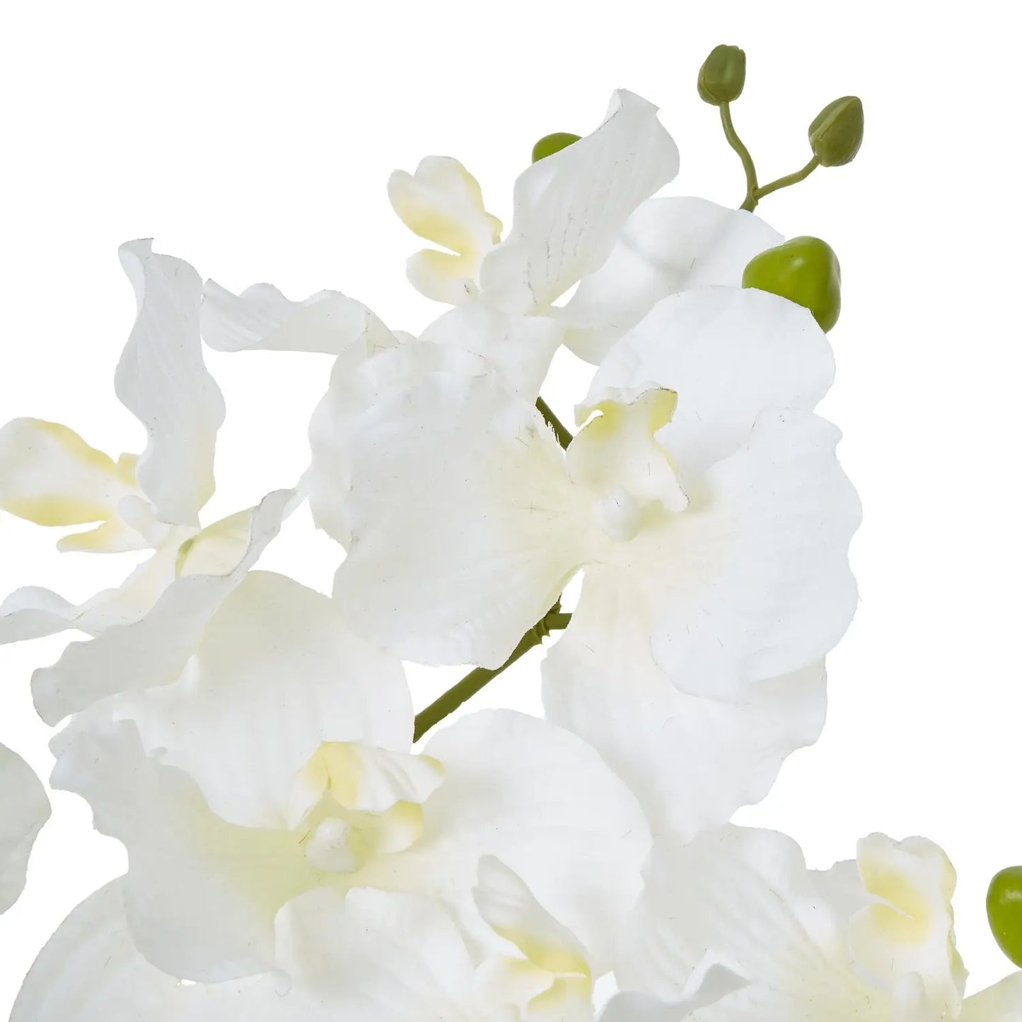 White Vanda Orchid Plant In Ceramic Pot Makur Interior