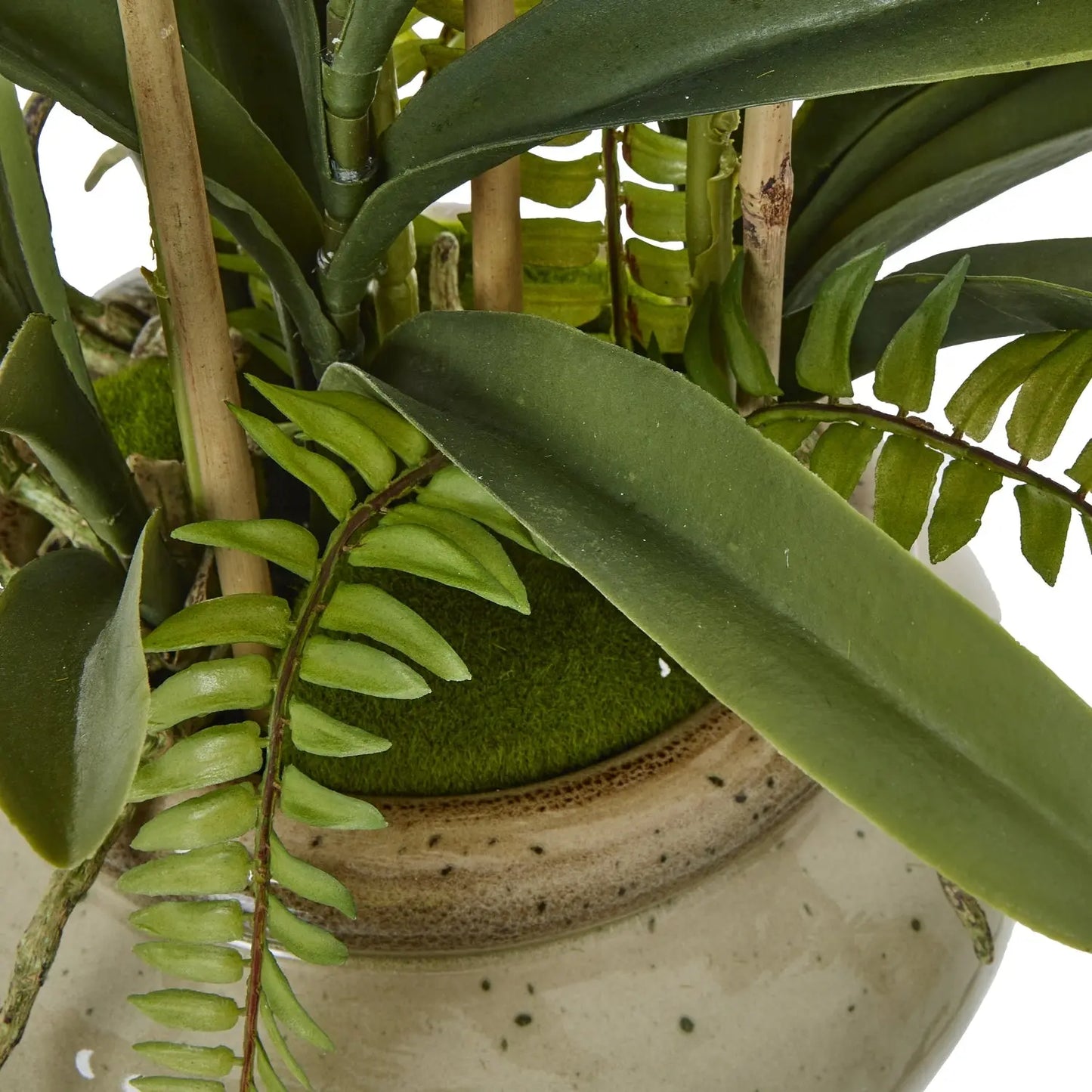 White Vanda Orchid Plant In Ceramic Pot Makur Interior