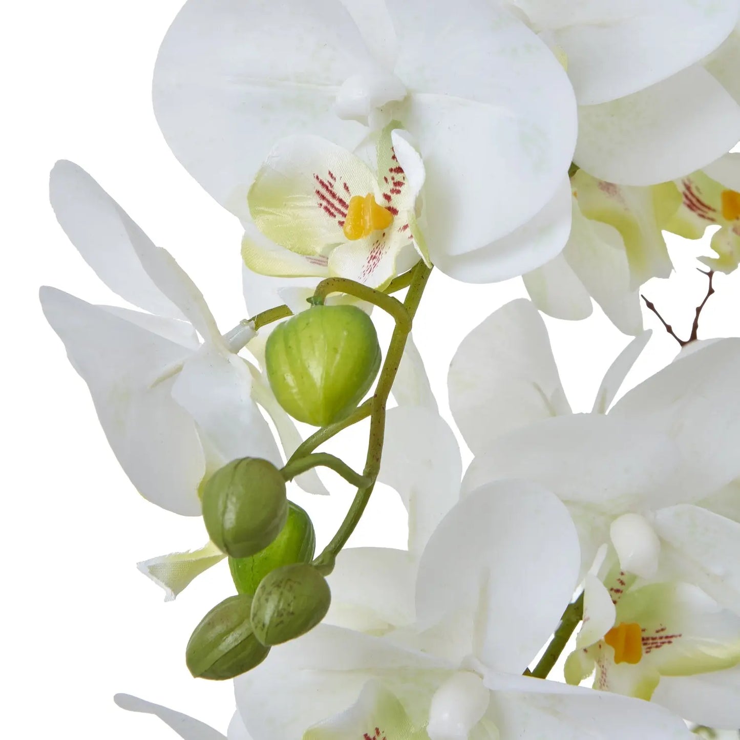 Large White Orchid In Ceramic Pot Makur Interior