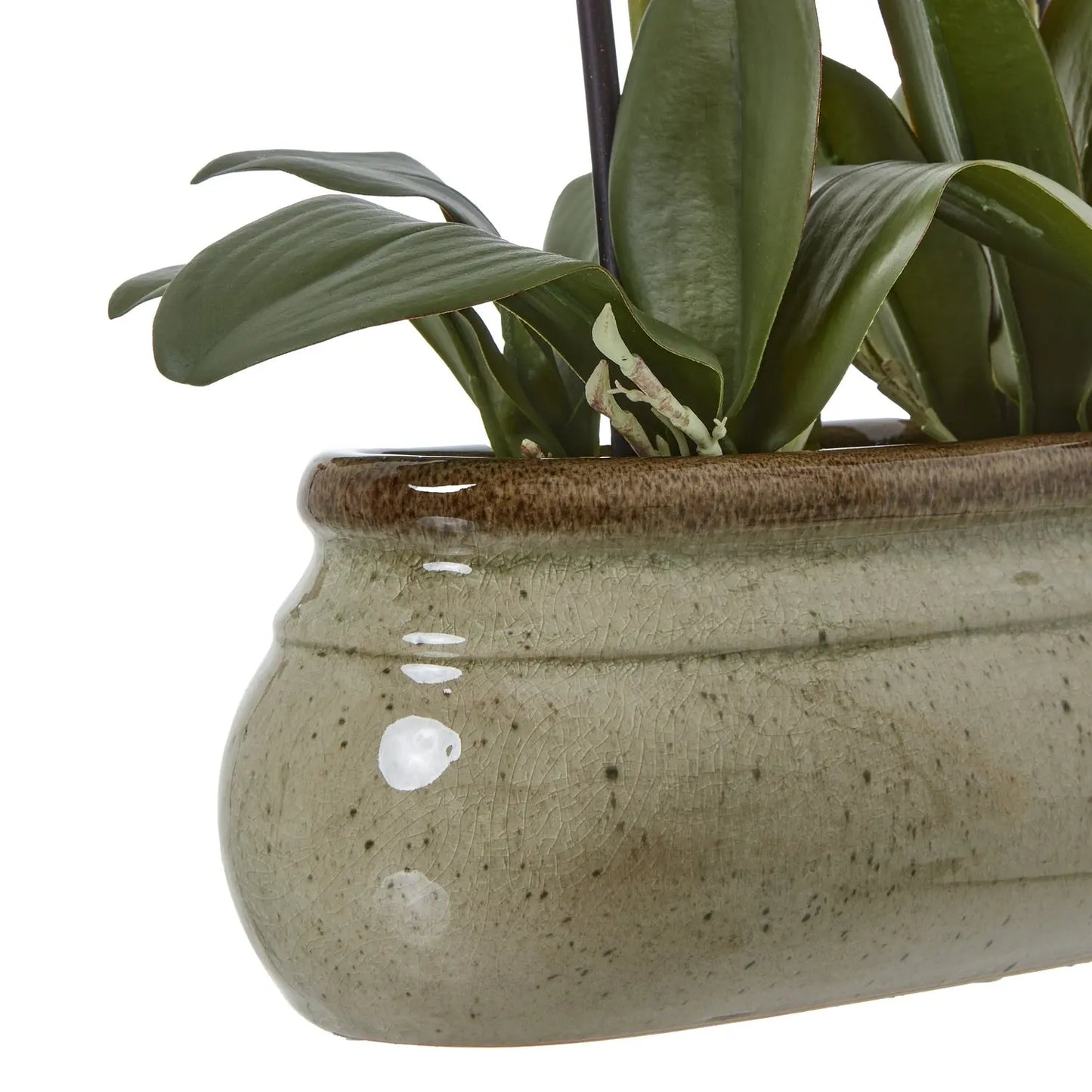 Large Green Orchid In Ceramic Pot Makur Interior