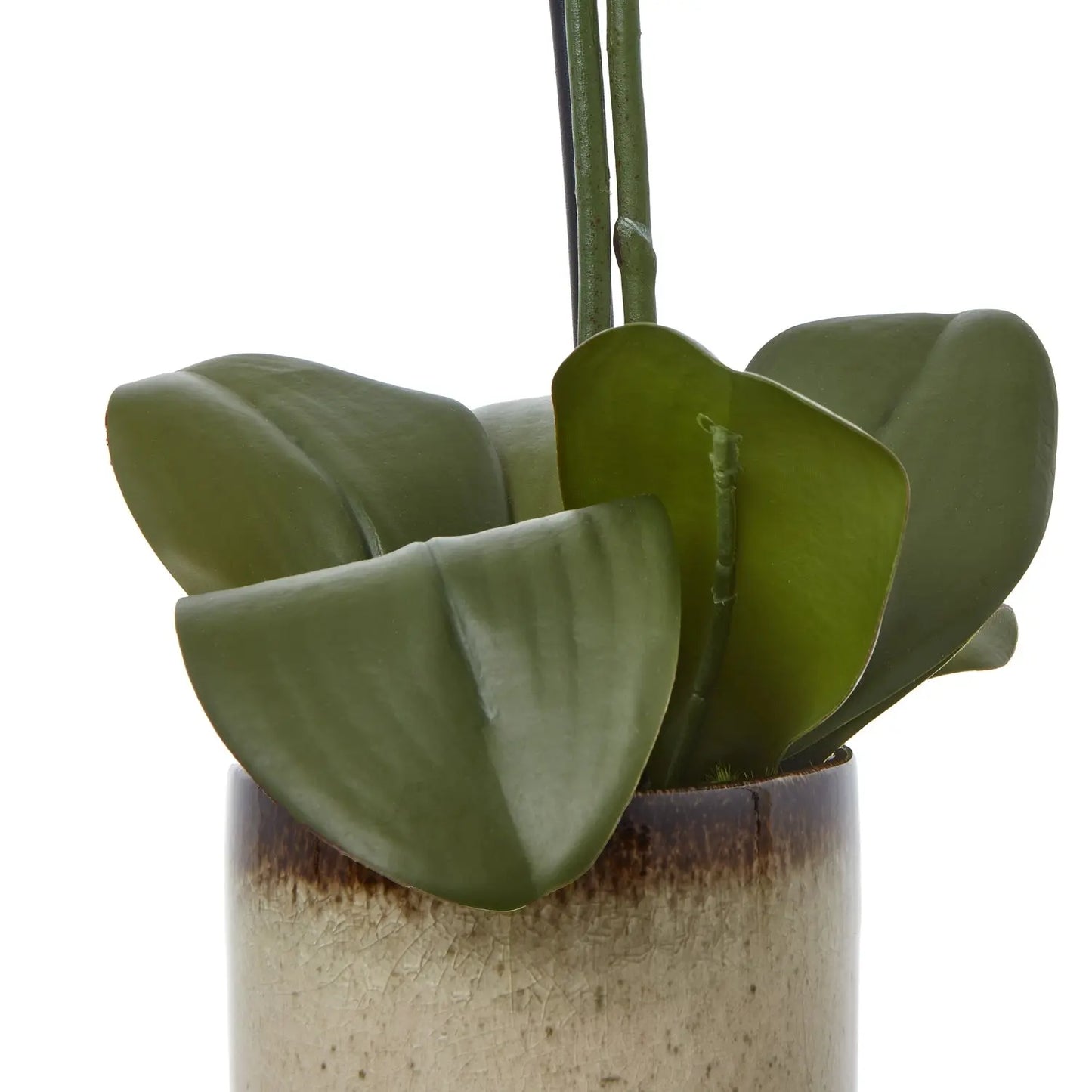 Medium Green Orchid In Ceramic Pot Makur Interior
