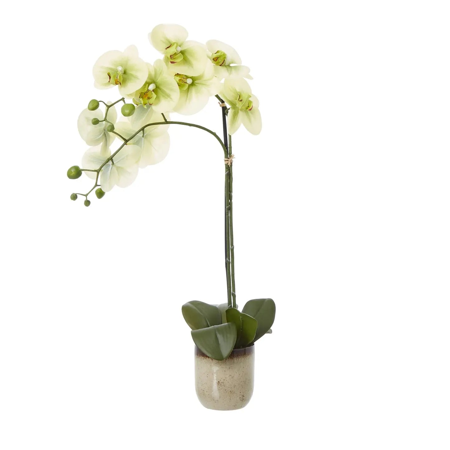 Medium Green Orchid In Ceramic Pot Makur Interior