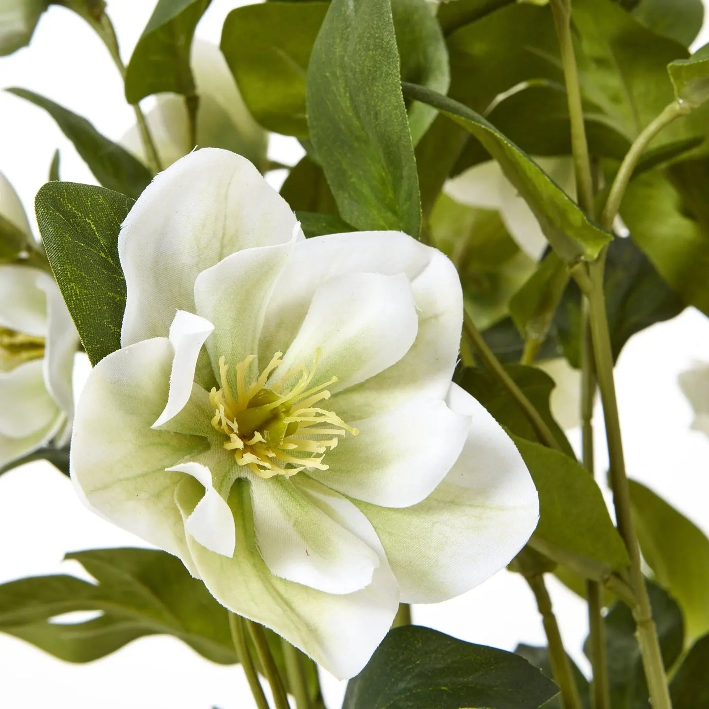 White Hellebore Plant In Grey Pot Makur Interior