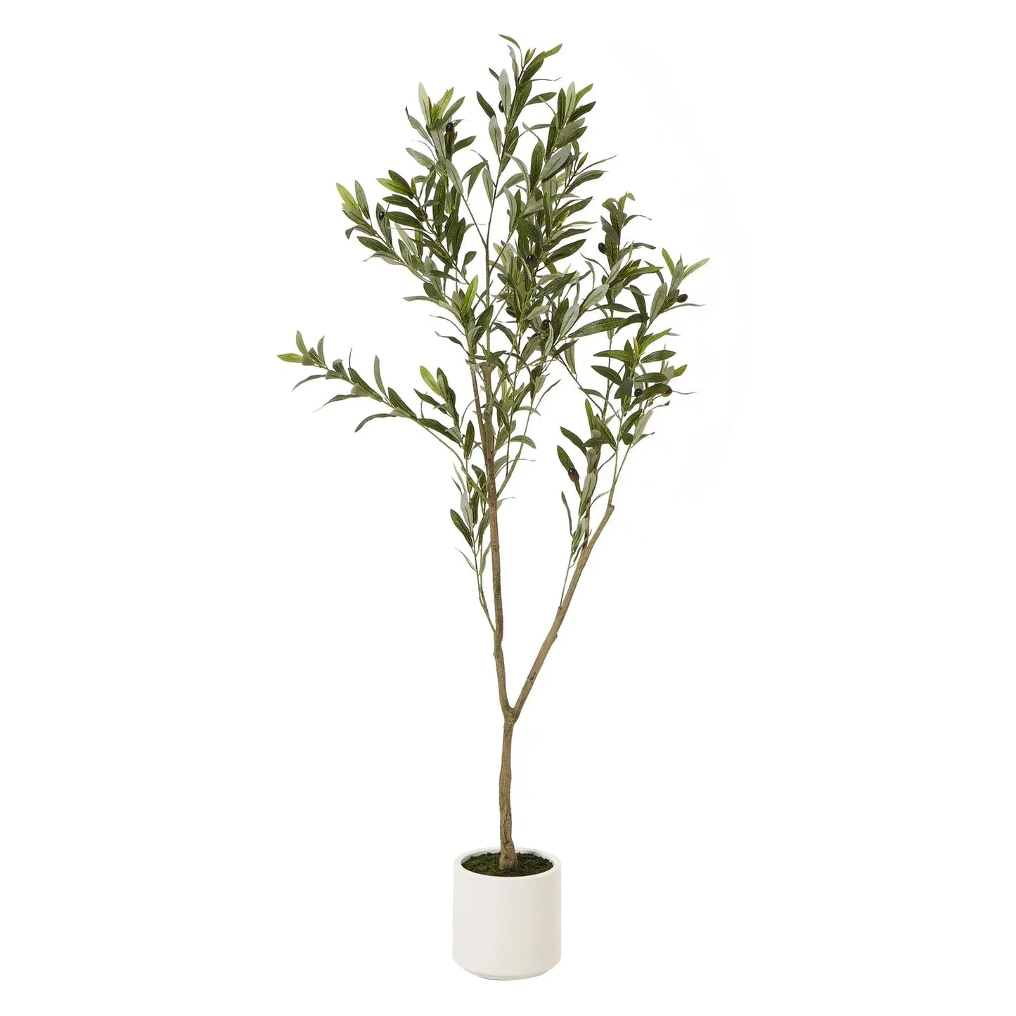 Olive Tree