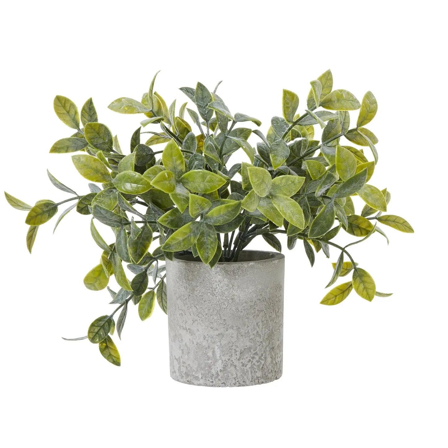 Box Plant