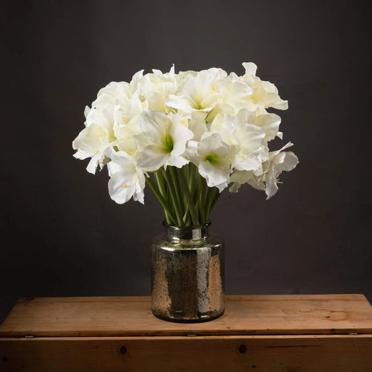 Classic White Amaryllis Flower Makur Interior