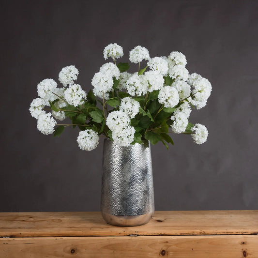 Viburnum Opulus Makur Interior