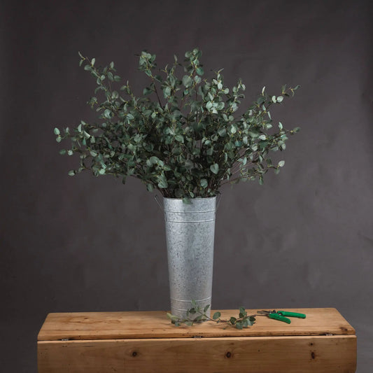 Tall Eucalyptus Stem Makur Interior