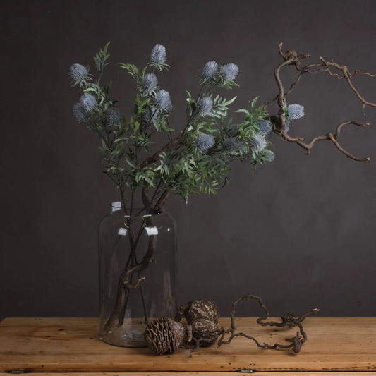 Eryngium Blue Thistle Makur Interior