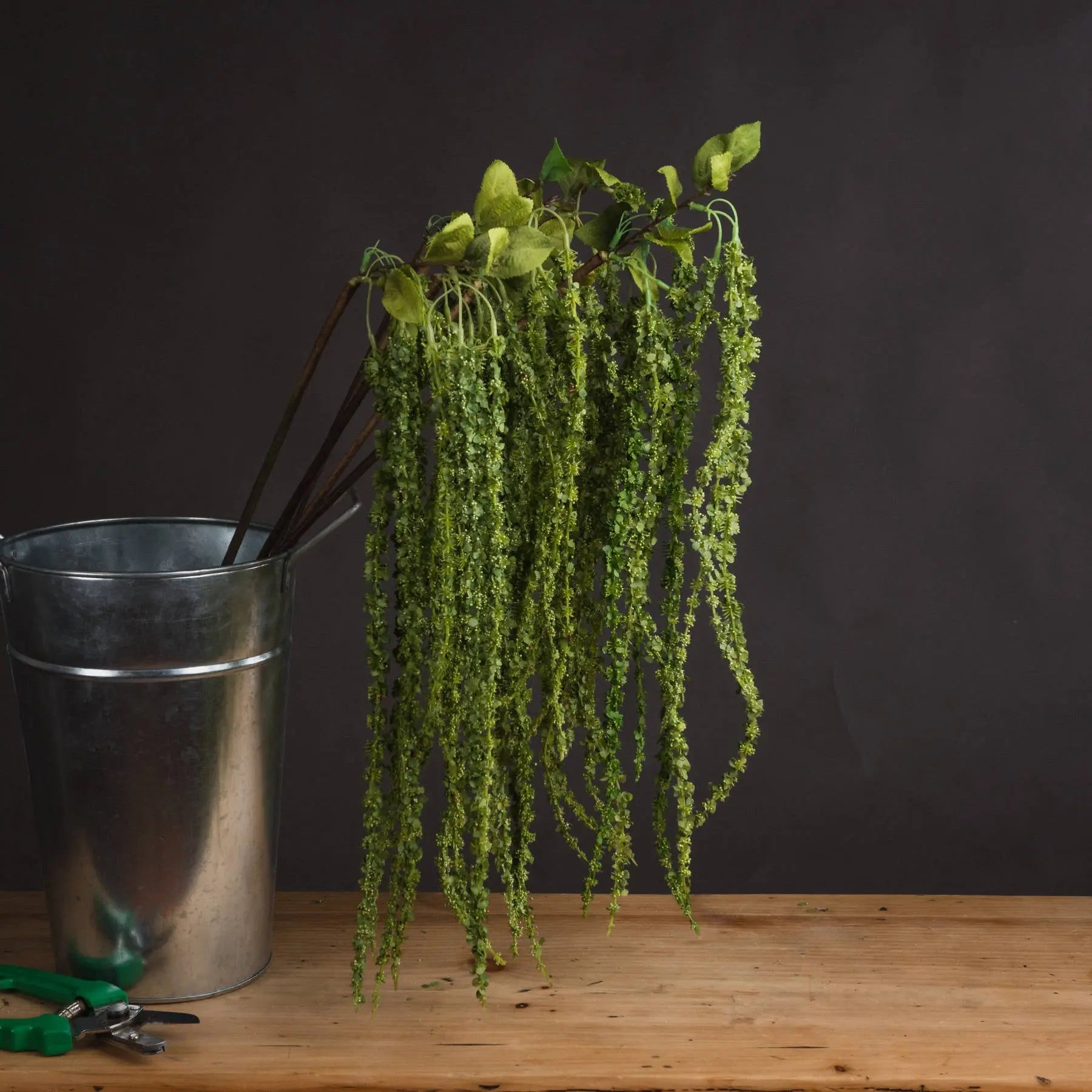 Green Amaranthus Makur Interior