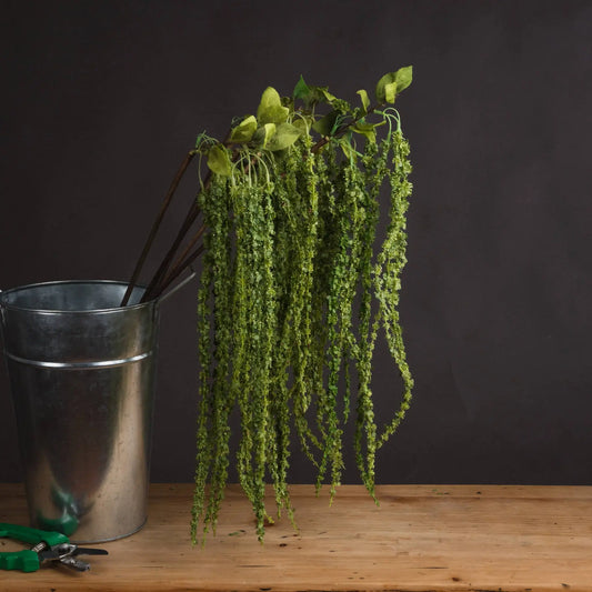 Green Amaranthus Makur Interior