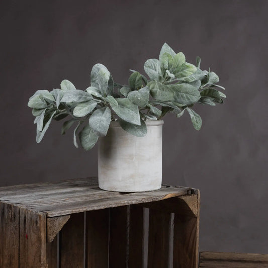 Lambs Ear Spray Makur Interior