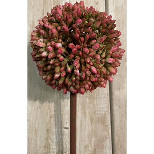 Pink Allium Makur Interior
