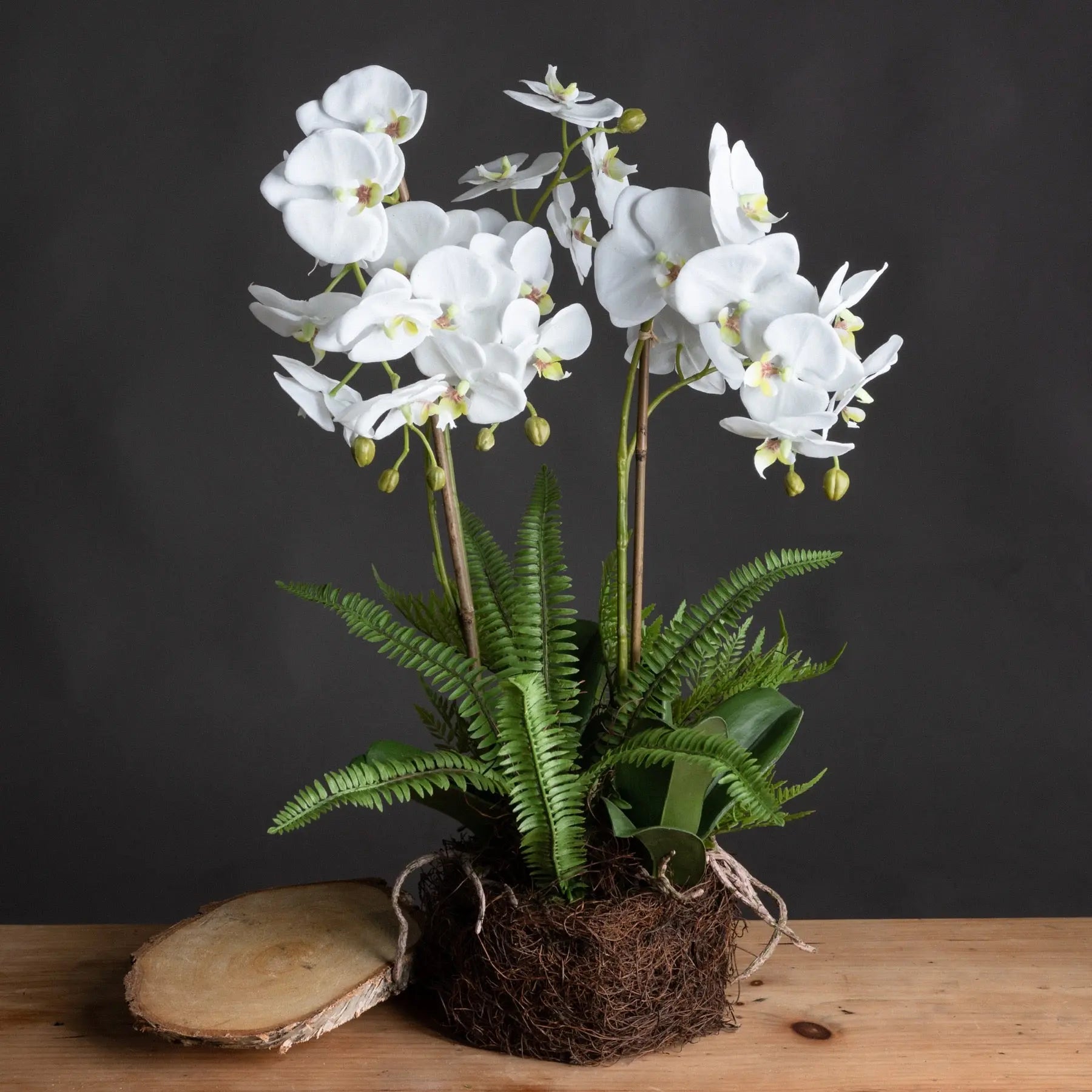 Large White Orchid And Fern Garden In Rootball Makur Interior