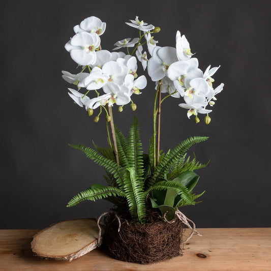 Large White Orchid And Fern Garden In Rootball Makur Interior