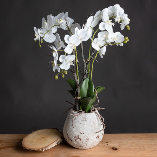 White Orchid In Stone Pot Makur Interior
