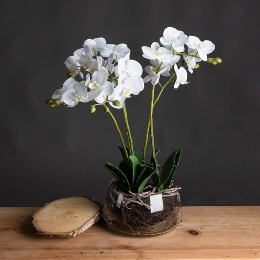 White Orchid In Glass Pot Makur Interior