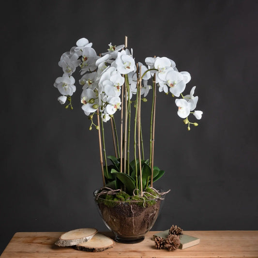Large White Orchid In Glass Pot Makur Interior