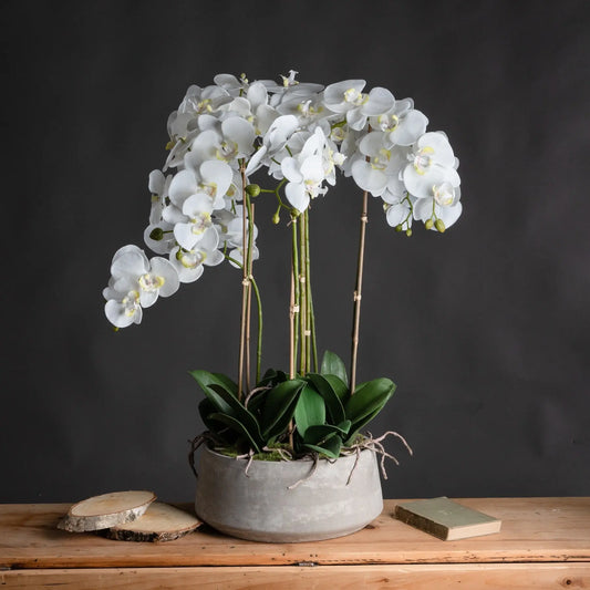 Large White Orchid In Stone Pot Makur Interior