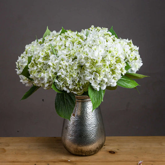 White Lace Cap Hydrangea Makur Interior