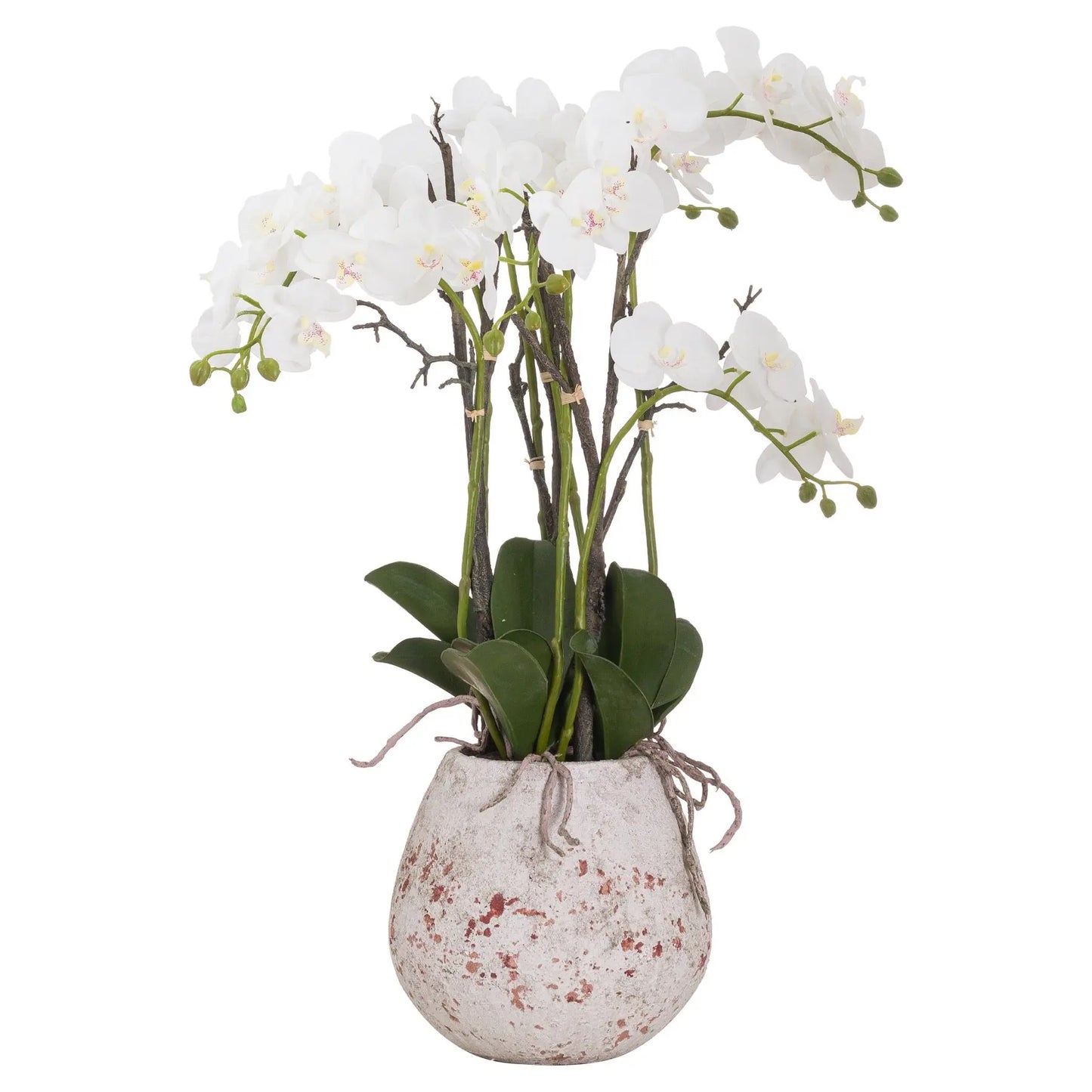 Large Stone Potted Orchid With Roots Makur Interior