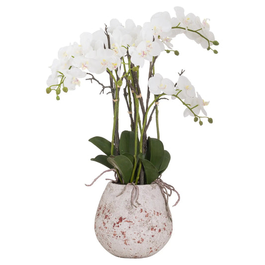 Large Stone Potted Orchid With Roots Makur Interior