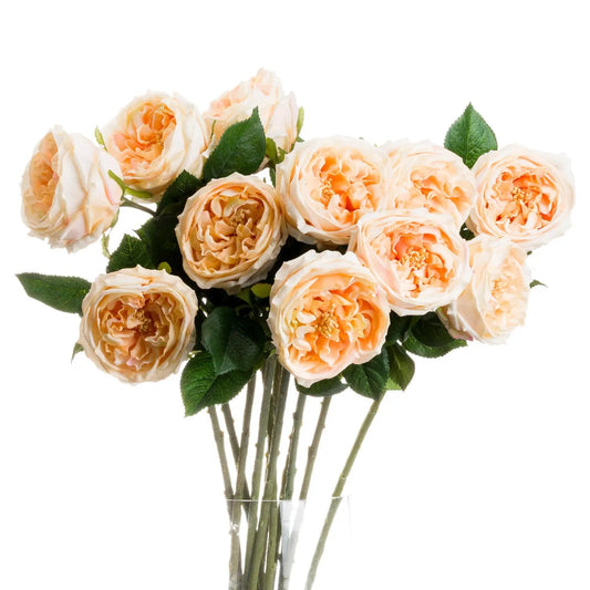 Butter Portland Rose Makur Interior