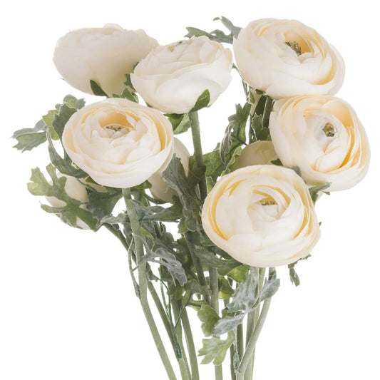 Soft Cream Ranunculus Makur Interior