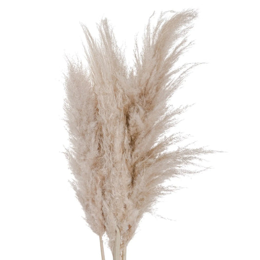 Cream Pampas grass Makur Interior