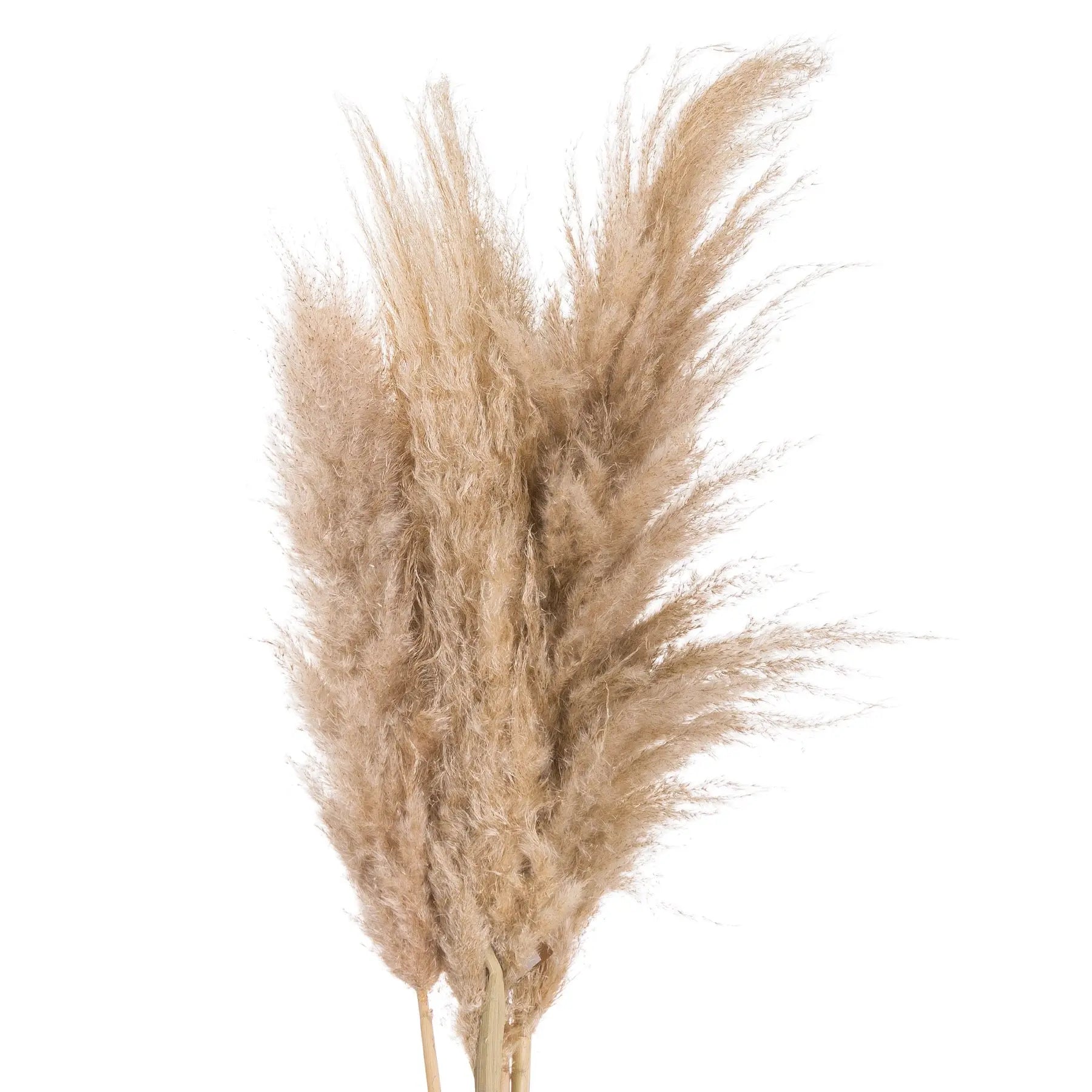 Butter Pampas Grass Makur Interior