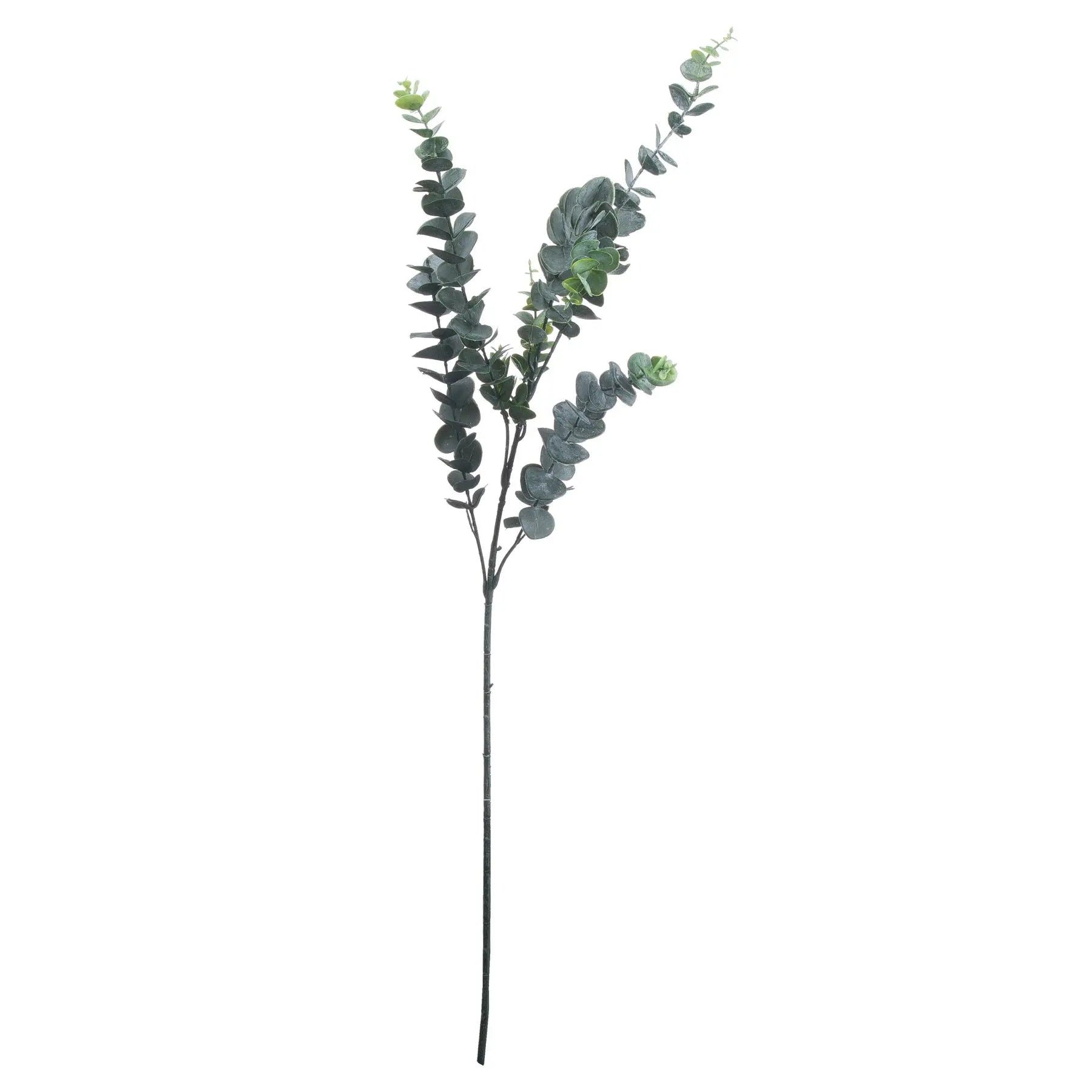 Silver Dollar Eucalyptus Makur Interior