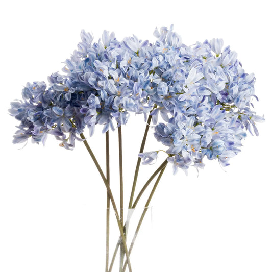 Light Blue Large Headed Agapanthus Makur Interior